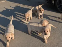 Kala, a female Labrador Retriever for sale in Missouri Valley, IA – Photo 8 of 9