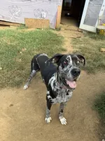 Gruñona , a female Great Dane for sale in Reidsville, NC – 3 of 4