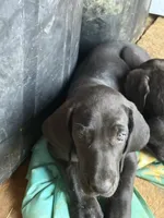Popita , a female Great Dane for sale in Reidsville, NC – 1 of 3