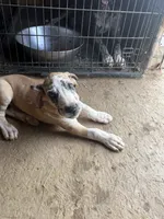 Ed, a male Great Dane for sale in Reidsville, NC – 3 of 5
