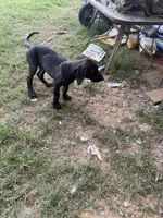 Popito Jr, a male Great Dane for sale in Reidsville, NC – 4 of 4