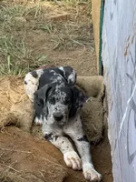 Chulon , a male Great Dane for sale in Reidsville, NC – 2 of 3