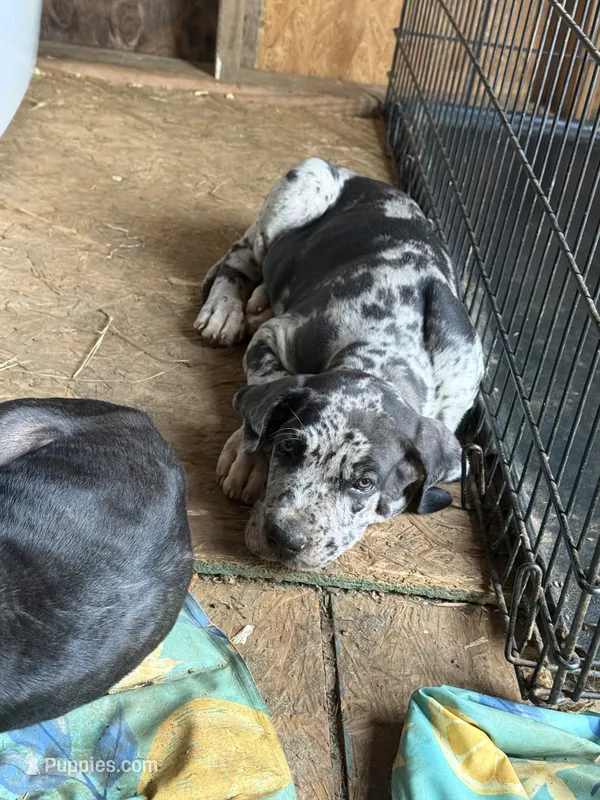 Chulon  – Great Dane puppy for sale in Reidsville, NC