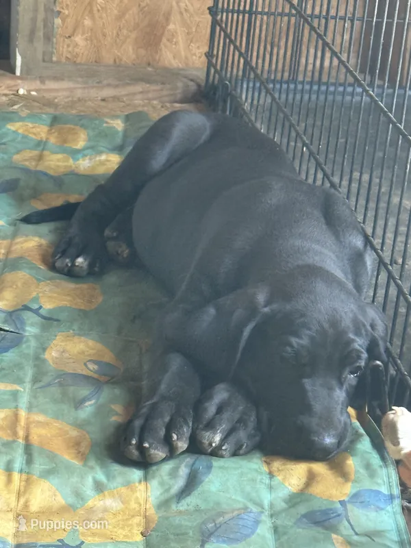 Popito Jr – Great Dane puppy for sale in Reidsville, NC