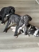 Gruñona , a female Great Dane for sale in Reidsville, NC – 2 of 3