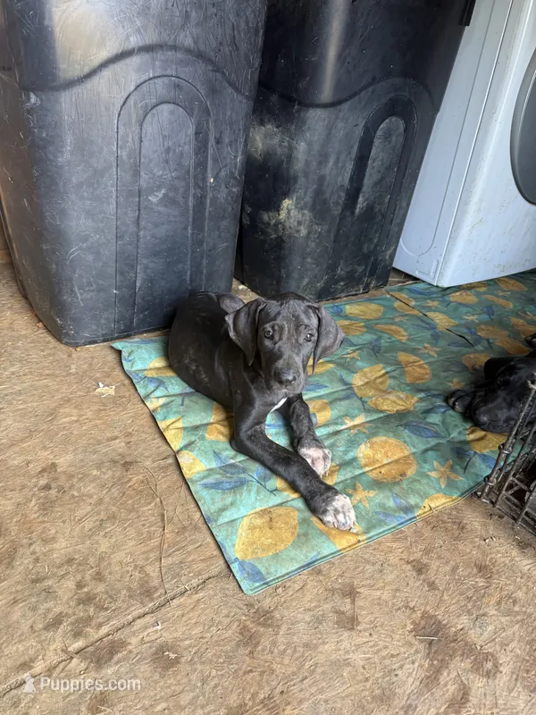 Gruñona  – Great Dane puppy for sale in Reidsville, NC