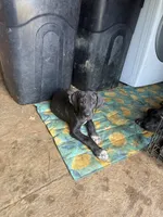 Gruñona , a female Great Dane for sale in Reidsville, NC – 3 of 3