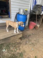 Ed, a male Great Dane for sale in Reidsville, NC – 4 of 5