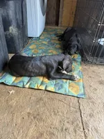 Popita , a female Great Dane for sale in Reidsville, NC – 2 of 3
