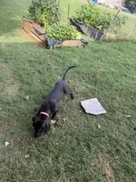 Popita , a female Great Dane for sale in Reidsville, NC – 5 of 5