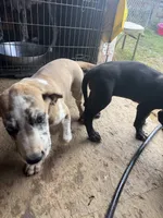 Ed, a male Great Dane for sale in Reidsville, NC – 5 of 5