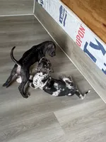 Gruñona , a female Great Dane for sale in Reidsville, NC – 1 of 3