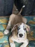 Ed, a male Great Dane for sale in Reidsville, NC – 4 of 5