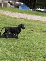 Popito Jr, a male Great Dane for sale in Reidsville, NC – 3 of 4