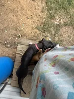 Popita , a female Great Dane for sale in Reidsville, NC – 4 of 5