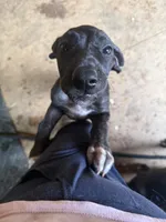 Gruñona , a female Great Dane for sale in Reidsville, NC – 2 of 4