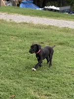 Popita , a female Great Dane for sale in Reidsville, NC – 3 of 5