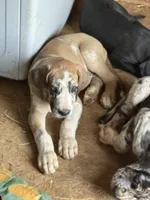 Ed, a male Great Dane for sale in Reidsville, NC – 2 of 5