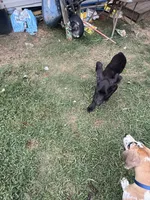 Popito Jr, a male Great Dane for sale in Reidsville, NC – 2 of 4