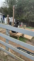 Gruñona , a female Great Dane for sale in Reidsville, NC – 4 of 4