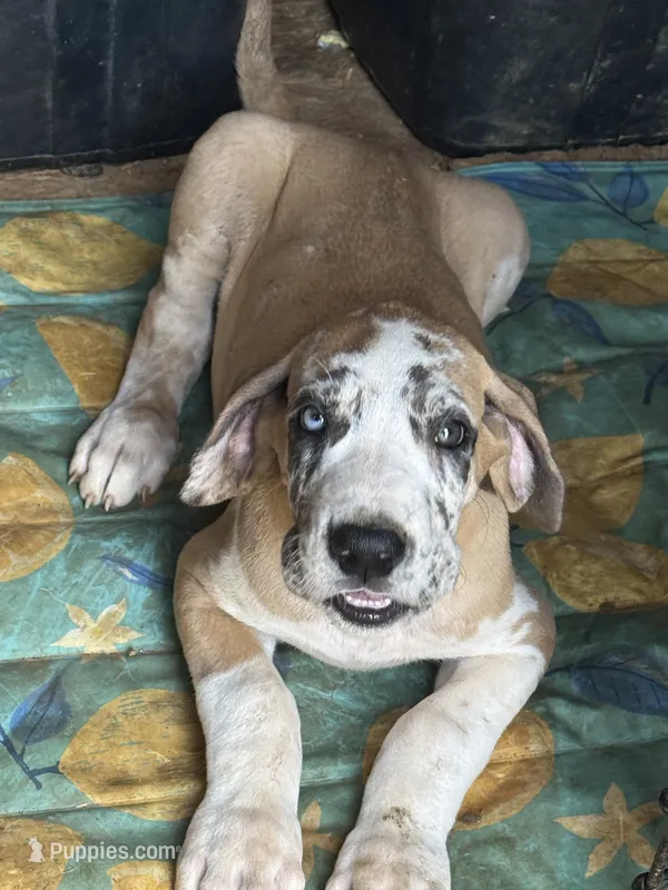 Ed – Great Dane puppy for sale in Reidsville, NC