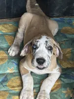 Ed, a male Great Dane for sale in Reidsville, NC – 1 of 5