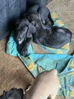 Popita , a female Great Dane for sale in Reidsville, NC – 3 of 3