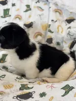 Bella, a female Cardigan Welsh Corgi and Pembroke Welsh Corgi for sale in Lake Station, IN – Photo 4 of 4