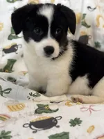 Bella, a female Cardigan Welsh Corgi and Pembroke Welsh Corgi for sale in Lake Station, IN – Photo 3 of 4