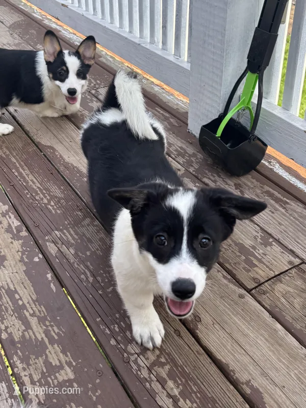 Bella – Cardigan Welsh Corgi, Pembroke Welsh Corgi puppy for sale in Lake Station, IN