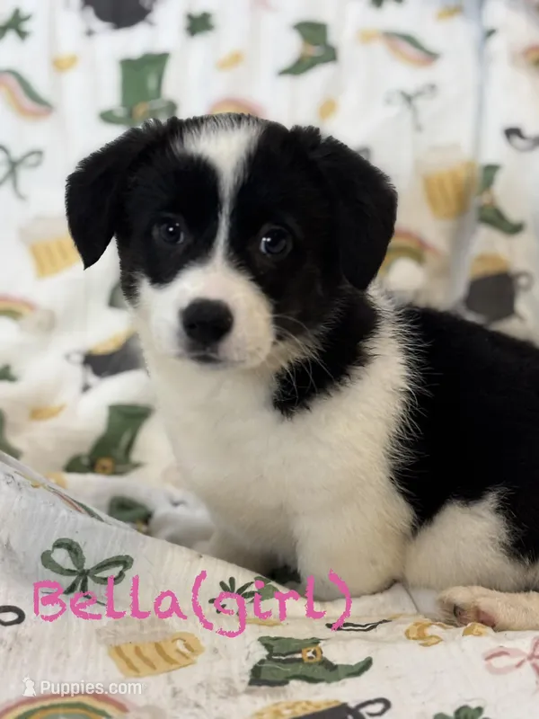 Bella – Cardigan Welsh Corgi, Pembroke Welsh Corgi puppy for sale in Lake Station, IN