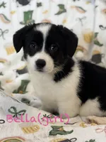 Bella, a female Cardigan Welsh Corgi and Pembroke Welsh Corgi for sale in Lake Station, IN – Photo 1 of 4