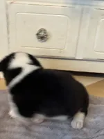 Hank, a male Cardigan Welsh Corgi and Pembroke Welsh Corgi for sale in Lake Station, IN – 2 of 3