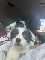 Dottie, a female Cardigan Welsh Corgi and Pembroke Welsh Corgi for sale in Lake Station, IN – Photo 5 of 5