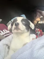 Dottie, a female Cardigan Welsh Corgi and Pembroke Welsh Corgi for sale in Lake Station, IN – Photo 4 of 5