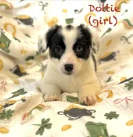 Dottie, a female Cardigan Welsh Corgi and Pembroke Welsh Corgi for sale in Lake Station, IN – Photo 1 of 5