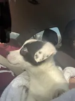 Dottie, a female Cardigan Welsh Corgi and Pembroke Welsh Corgi for sale in Lake Station, IN – Photo 2 of 5