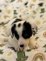 Dottie, a female Cardigan Welsh Corgi and Pembroke Welsh Corgi for sale in Lake Station, IN – Photo 3 of 5