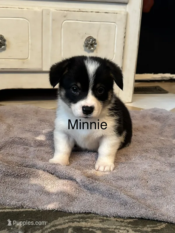 Minnie – Cardigan Welsh Corgi, Pembroke Welsh Corgi puppy for sale in Lake Station, IN
