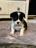Minnie, a female Cardigan Welsh Corgi and Pembroke Welsh Corgi for sale in Lake Station, IN – 1 of 3