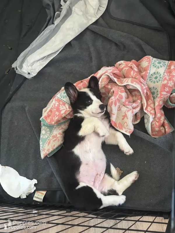 Hank – Cardigan Welsh Corgi, Pembroke Welsh Corgi puppy for sale in Lake Station, IN