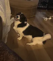 Bella, a female Cardigan Welsh Corgi and Pembroke Welsh Corgi for sale in Lake Station, IN – 3 of 3