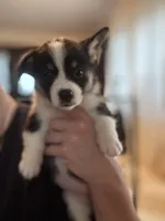Clover, a female Cardigan Welsh Corgi and Pembroke Welsh Corgi for sale in Lake Station, IN – 2 of 3