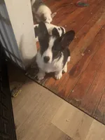 Rocky, a male Cardigan Welsh Corgi and Pembroke Welsh Corgi for sale in Lake Station, IN – Photo 5 of 5