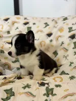 Rocky, a male Cardigan Welsh Corgi and Pembroke Welsh Corgi for sale in Lake Station, IN – Photo 3 of 5