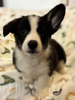 Rocky, a male Cardigan Welsh Corgi and Pembroke Welsh Corgi for sale in Lake Station, IN – Photo 2 of 5