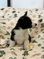 Rocky, a male Cardigan Welsh Corgi and Pembroke Welsh Corgi for sale in Lake Station, IN – Photo 4 of 5