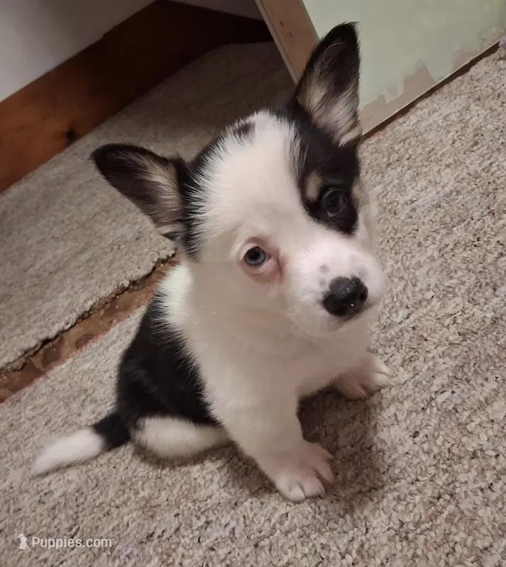 Darcy – Cardigan Welsh Corgi, Pembroke Welsh Corgi puppy for sale in Lake Station, IN