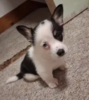 Darcy, a female Cardigan Welsh Corgi and Pembroke Welsh Corgi for sale in Lake Station, IN – 1 of 1