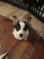 Molly, a female Cardigan Welsh Corgi and Pembroke Welsh Corgi for sale in Lake Station, IN – Photo 5 of 5